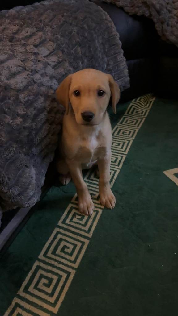 Female Labrador. Ready to leave 