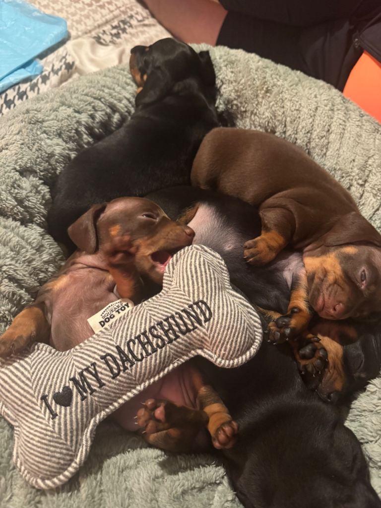 Miniature Dachshund puppies 