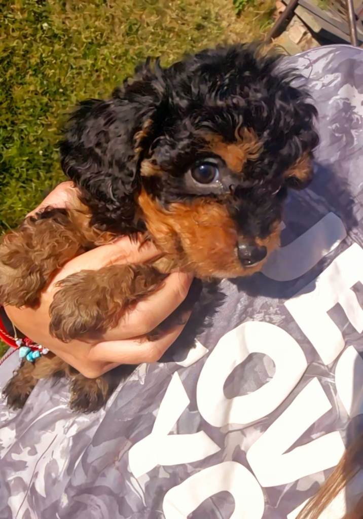 Pedigree Cavapoos 