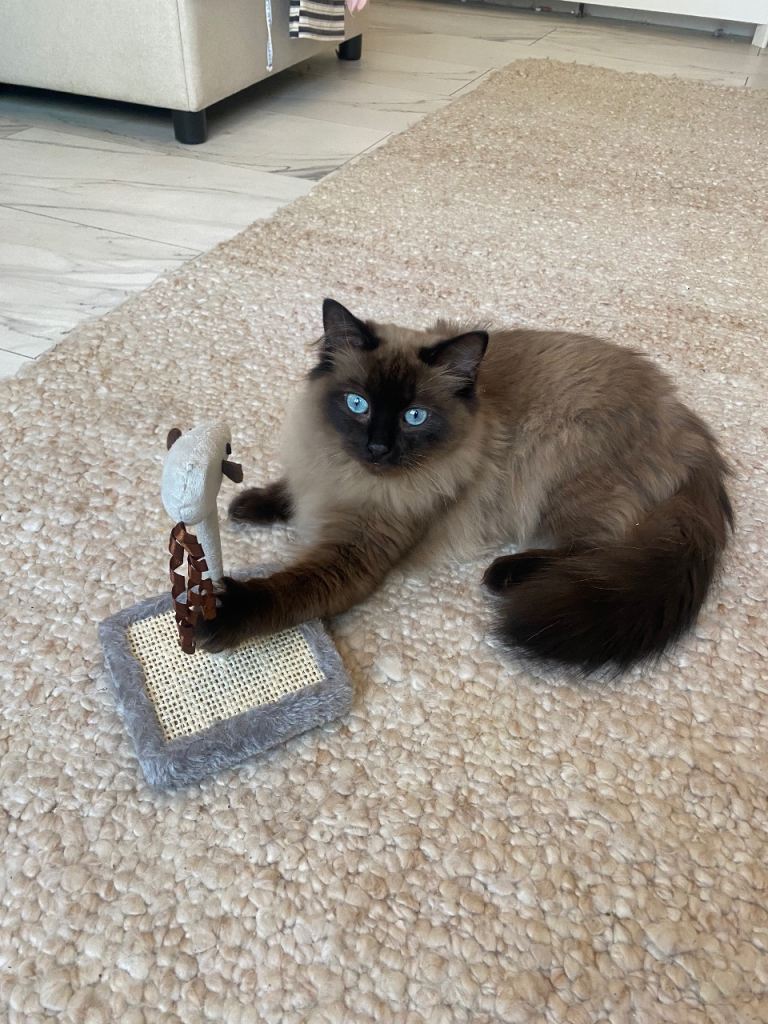 Ragdoll boy