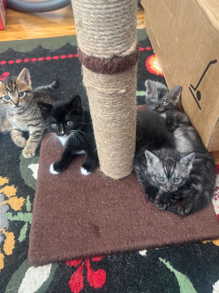 Cats 
