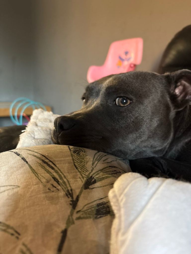 10 month old Blue Staffy 