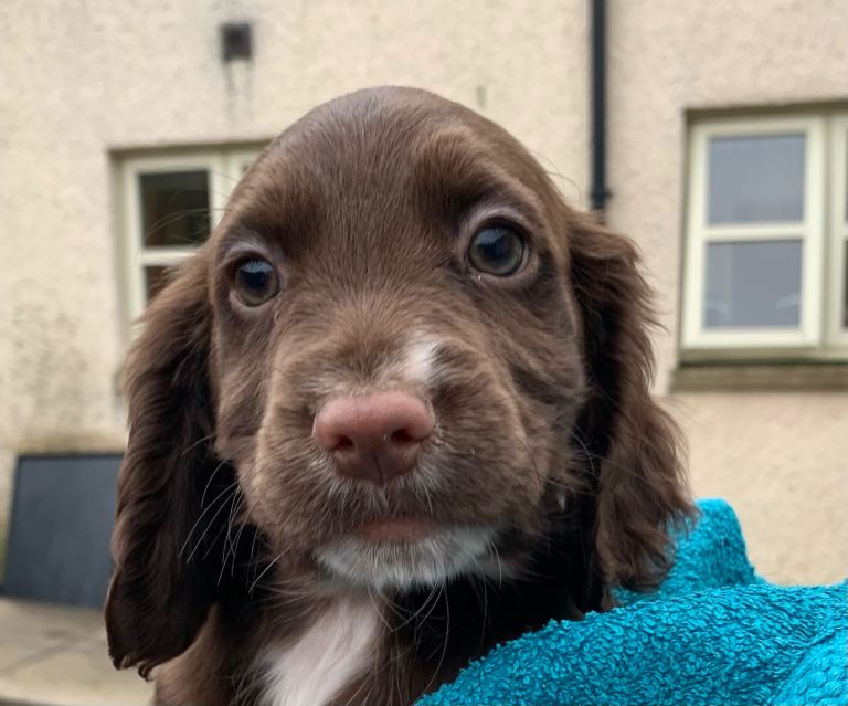 Cocker Spaniel Pups for Sale KC reg- Parents fully health tested