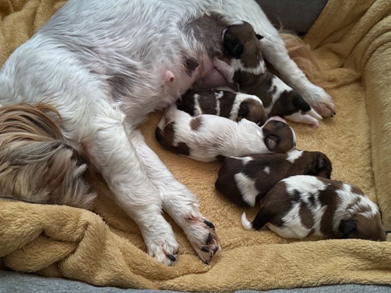 Shih-tzu for sale £950