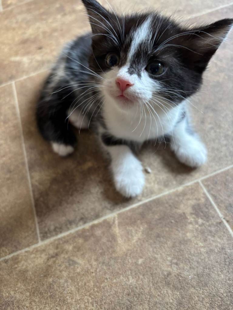 Kittens for sale