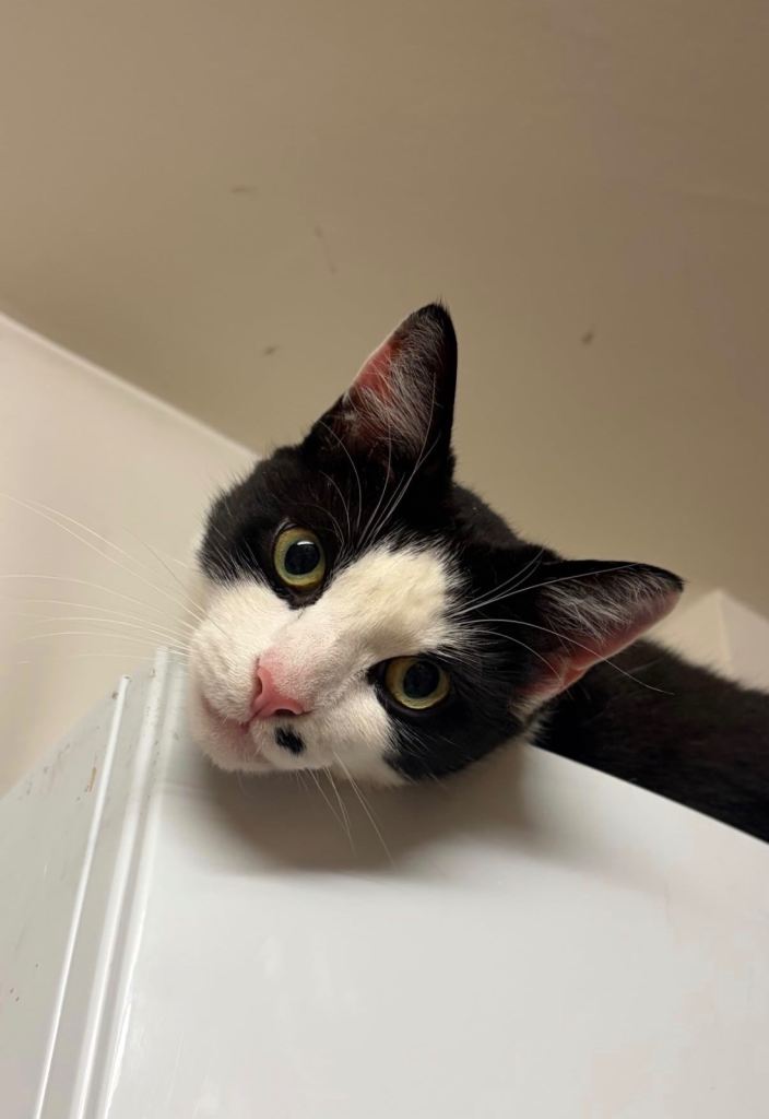 Black and white male cat for sale