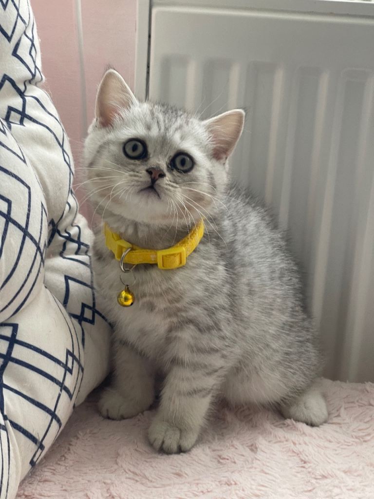 Adorable British Short Hair Kittens Ready for Caring Homes 🩷