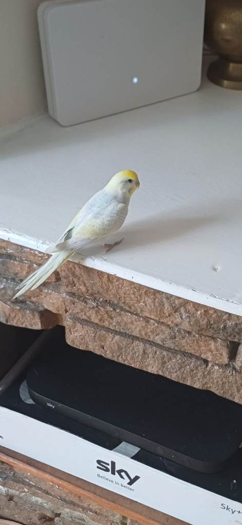 beautiful bird