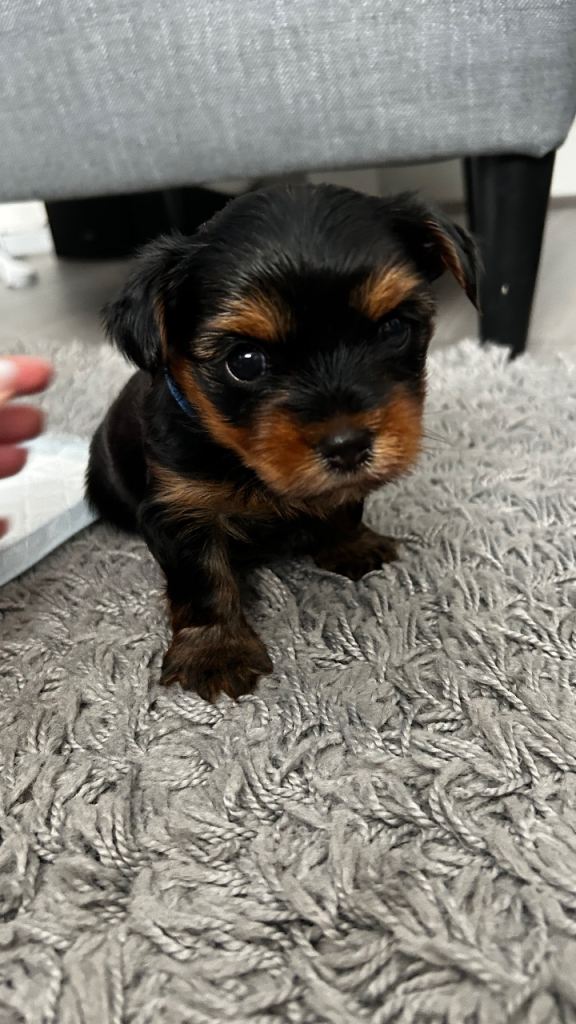 Yorkshire terrier puppy boy 