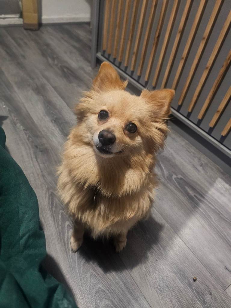 🐾 Beautiful 5-Year-Old Pomeranian Girl Looking for a Loving Forever Home ❤️