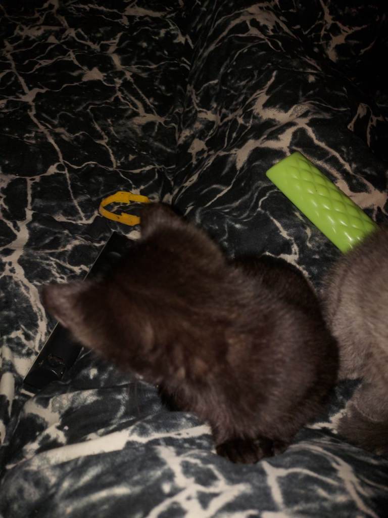 4 kittens for sale