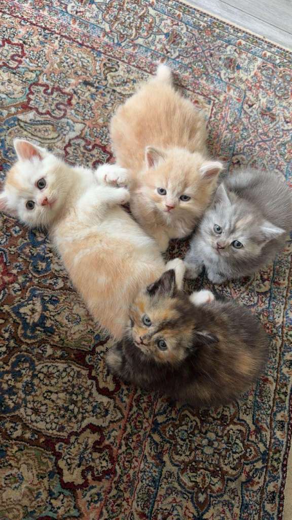 Fluffy Persian Kittens For Sale