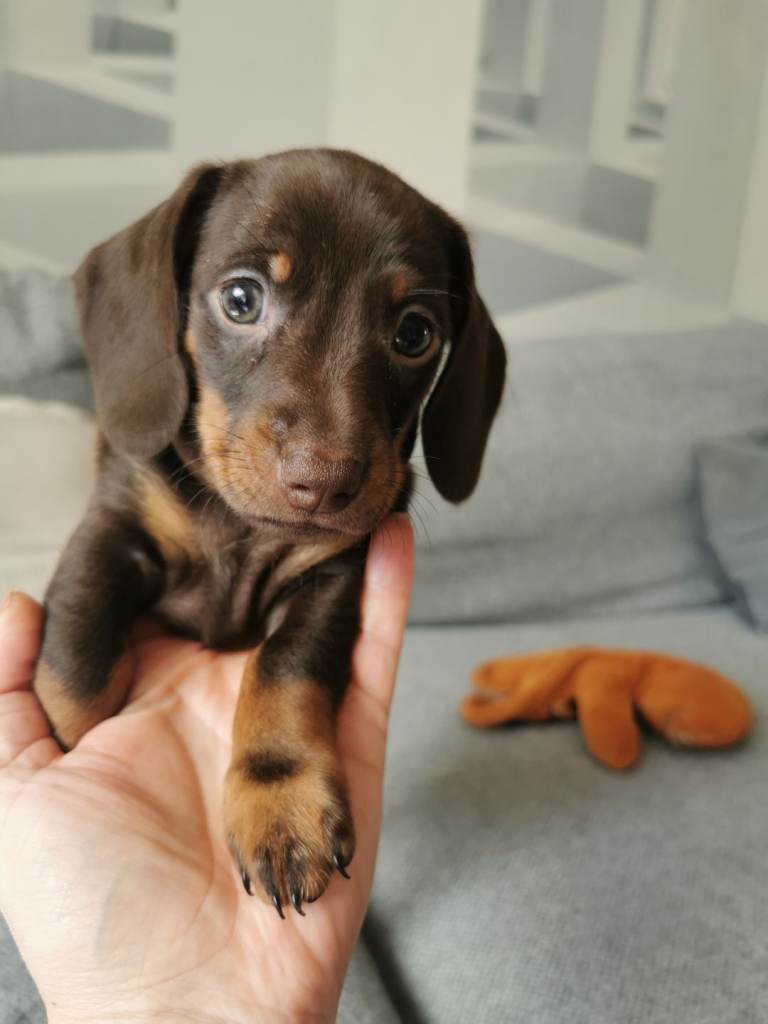 Miniature Dachshund 