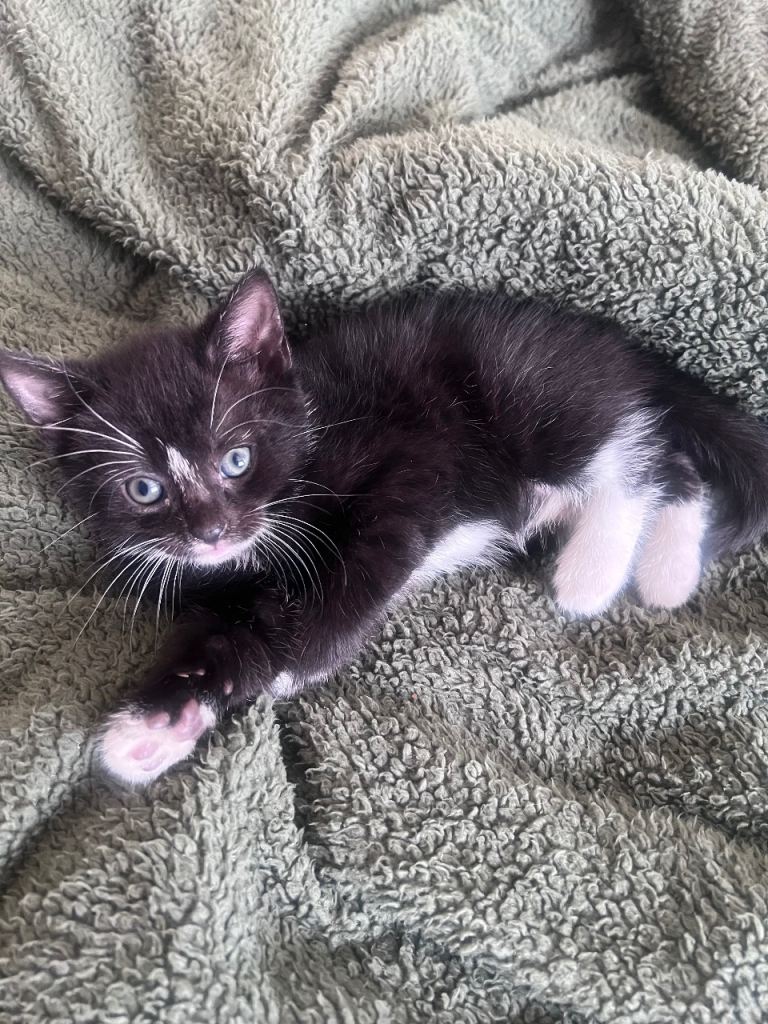 Tuxedo kittens 6 available 
