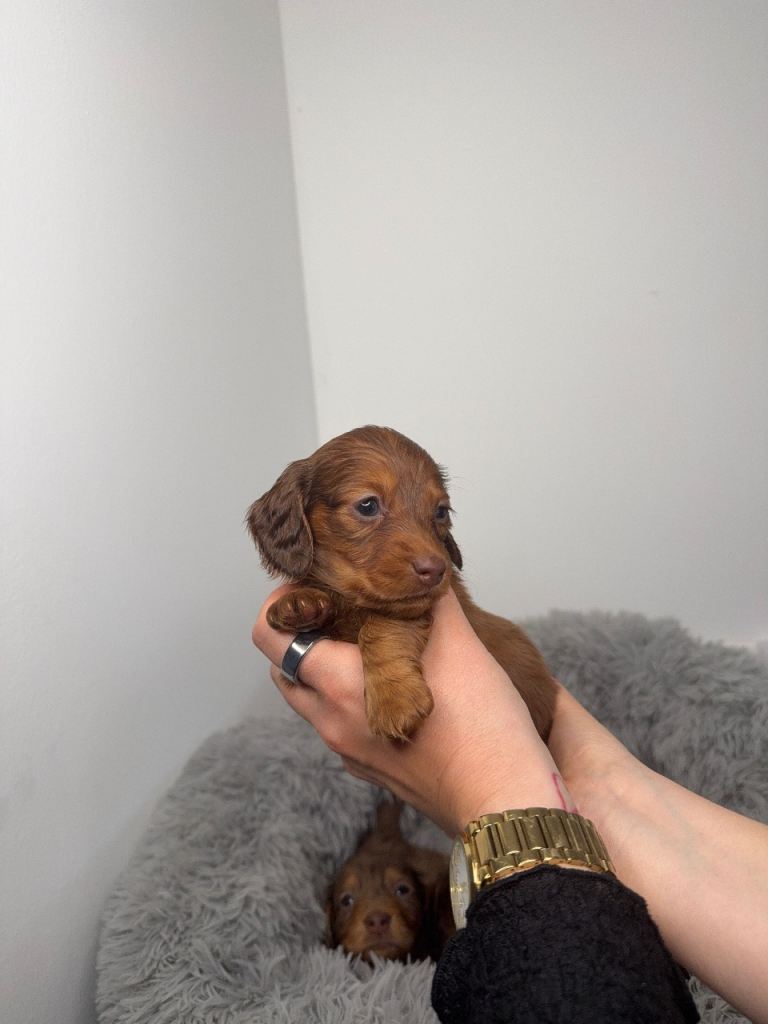 Long haired miniature dachshunds 