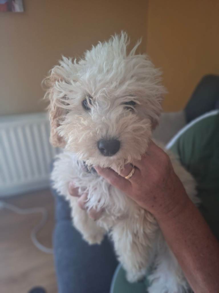 Cockapoo  pup