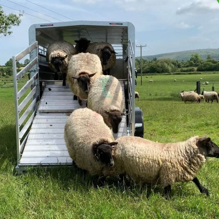 M-Tec Livestock Trailers For Sale