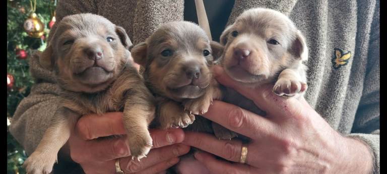 JACK RUSSELL PUPPIES