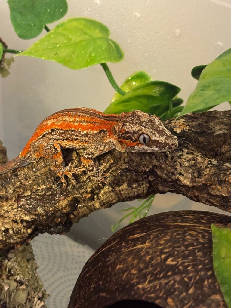 Red Stripe Male Gargoyle Gecko