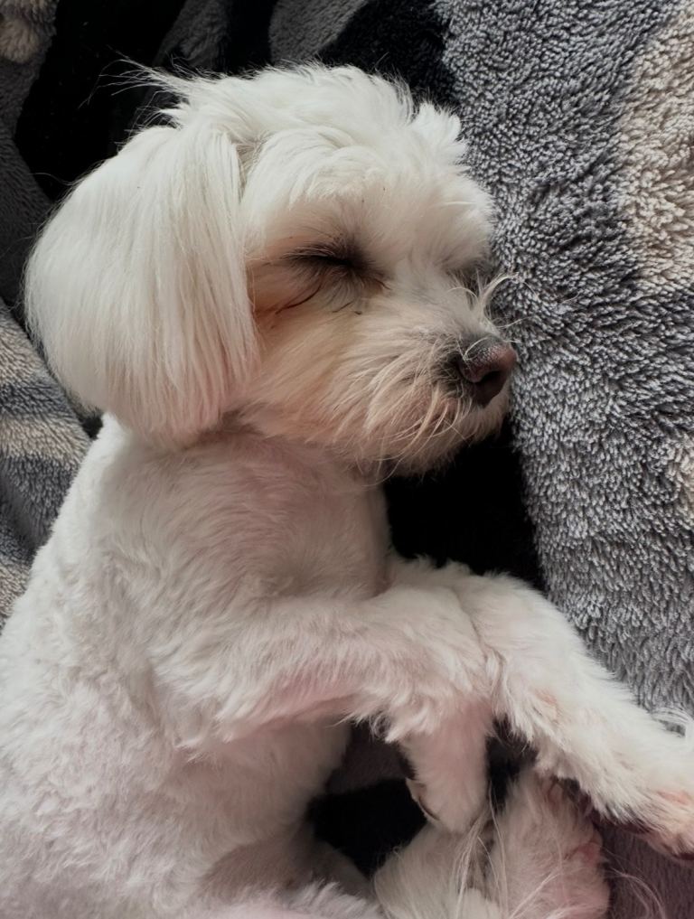 Beautiful baby boys & girl puppy Maltese dogs born 9th May 2026