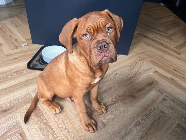🐾 16 Week-Old Male Dogue de Bordeaux – £1800 🐾