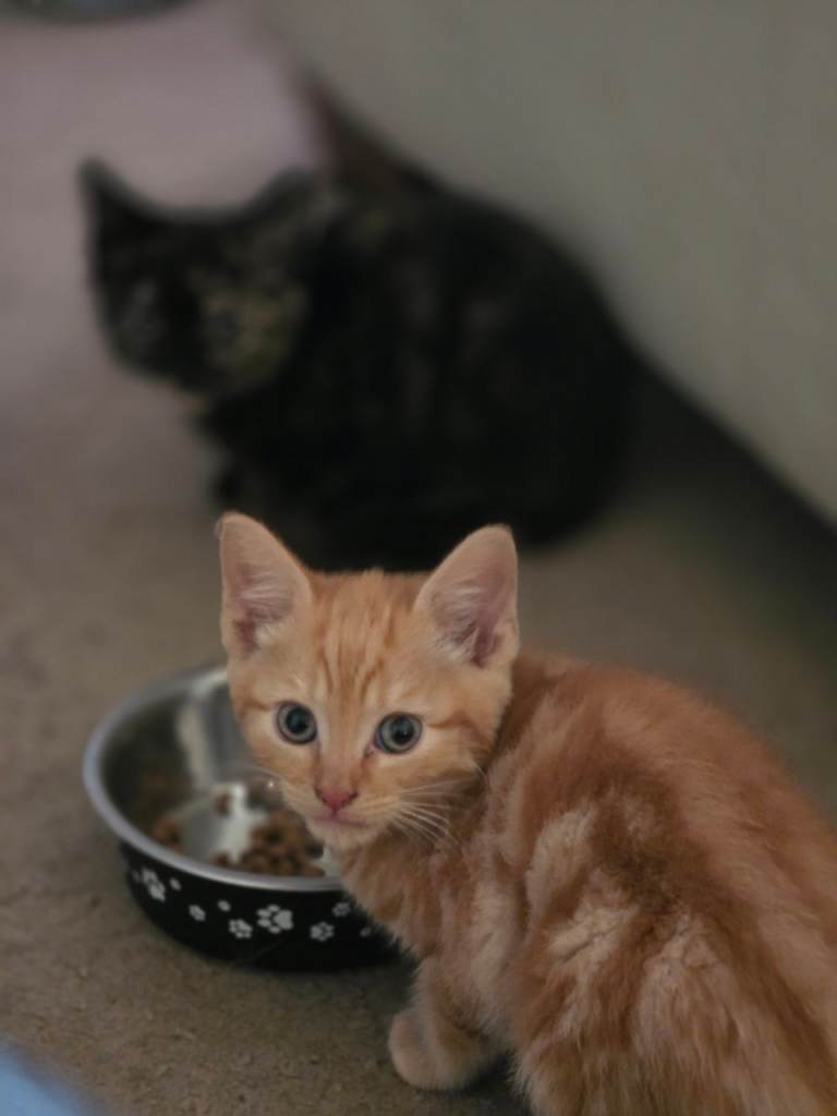 Kittens for sale