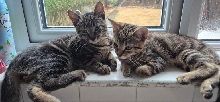 2 little Tabby brothers booking for loving home.