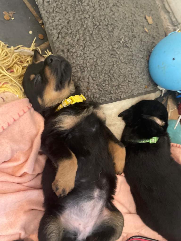 Rottweiler puppies 