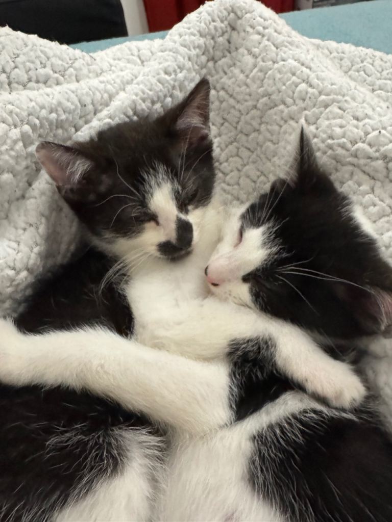 2 8Week old Kittens Arya & Lenny