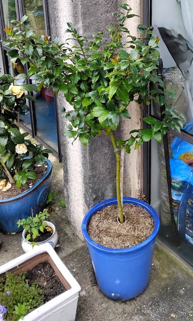 Standard Holly Tree/Bush including blue ceramic pot