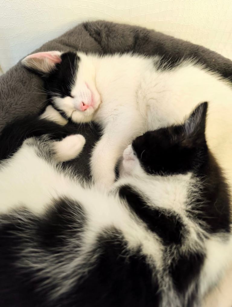Cute kittens for sale ready now 
