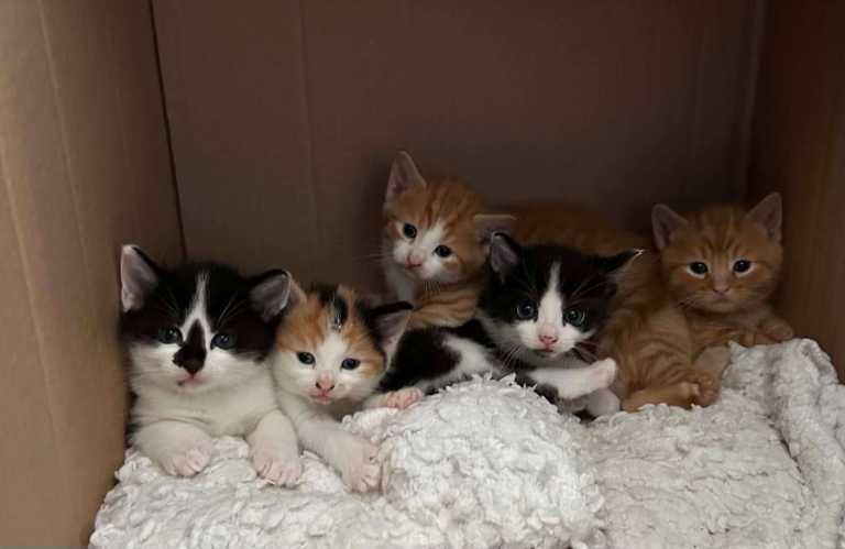 Beautiful Friendly Kittens – Litter Trained – Ready for Loving Homes