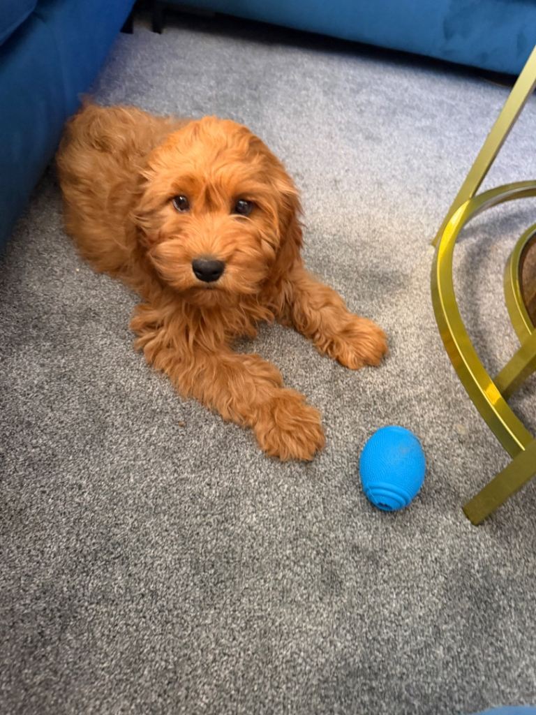 F1 Cavapoo puppy