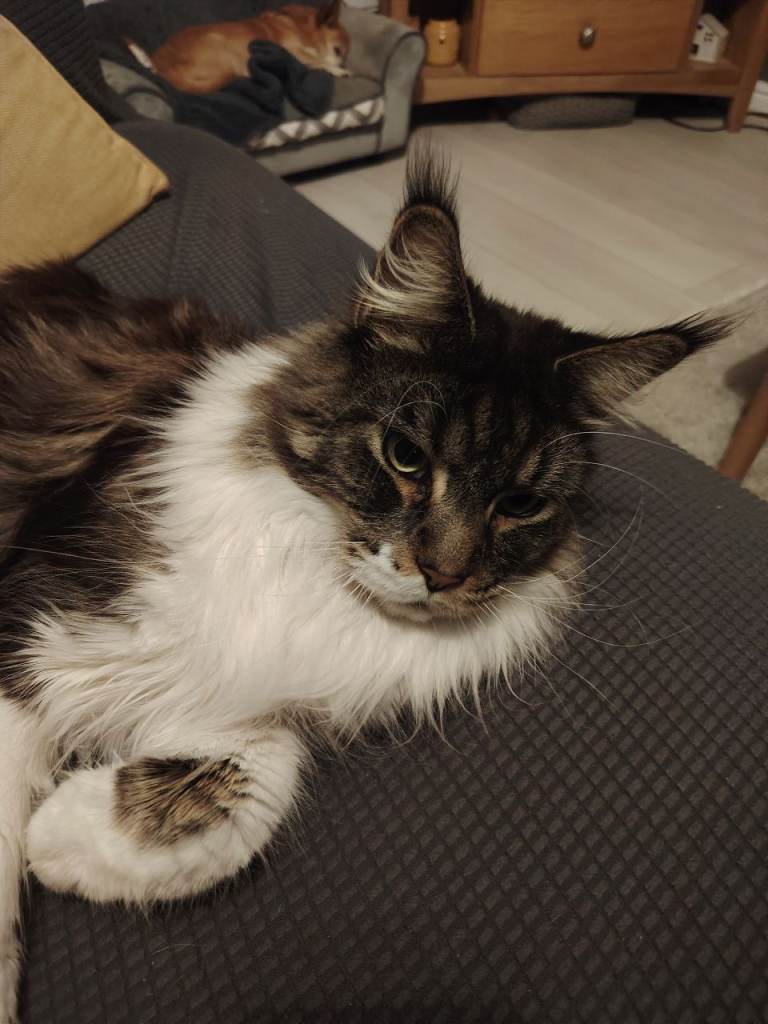 Maine Coon Seeking Loving Home