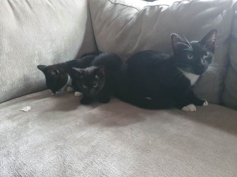 Male and female tuxedo kitten (5 months old) & female (12 week old)