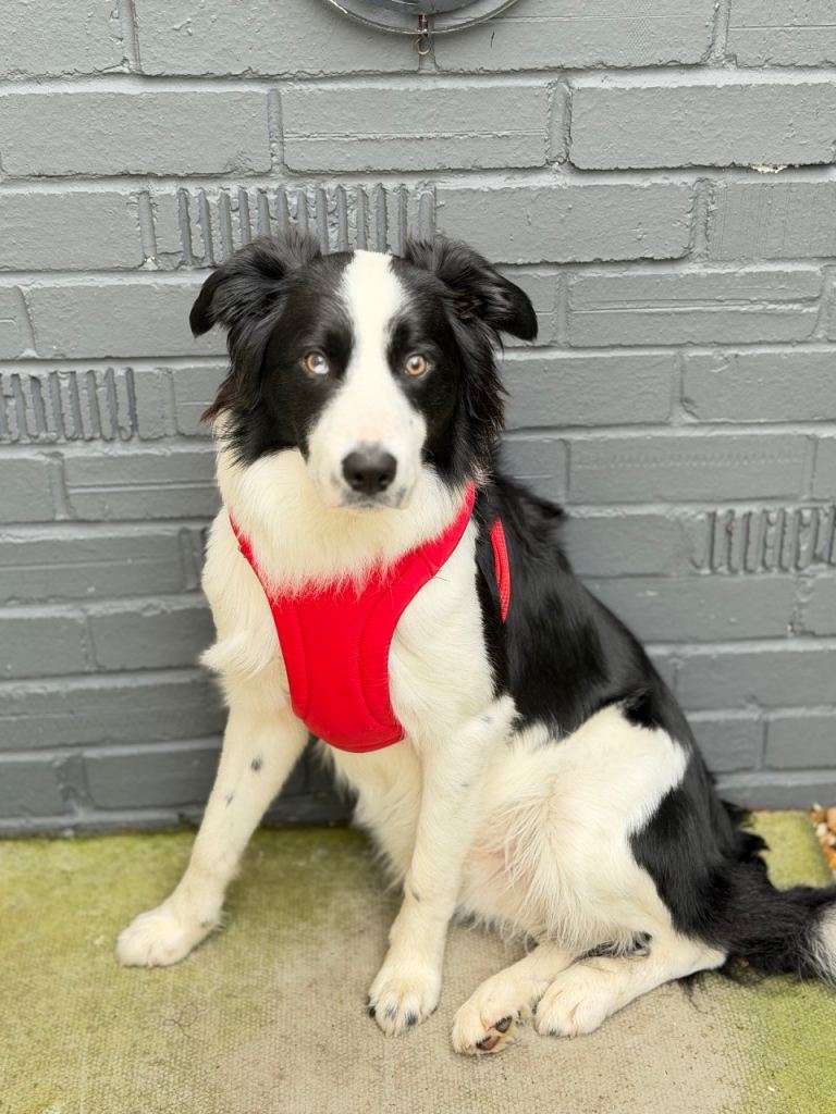 Border Collie for sale (must be family without children) 