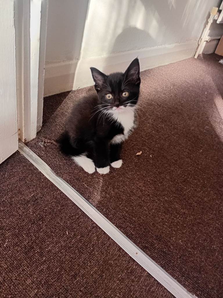 Kittens 2 month old