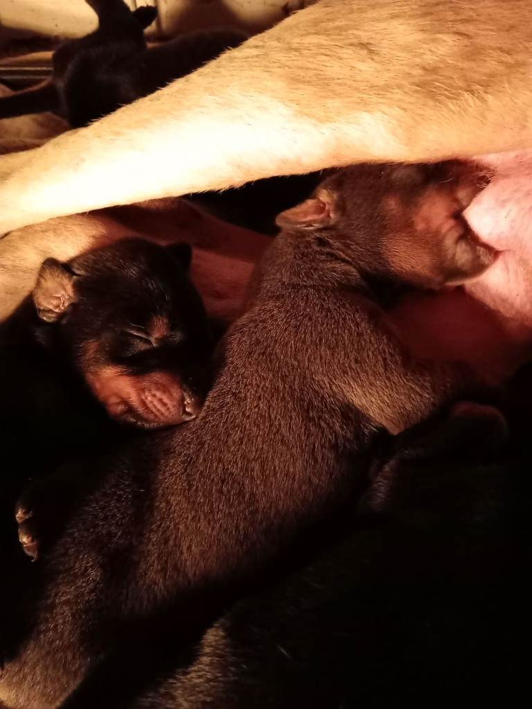 Excellent pedigree stunning European American Doberman puppies. 