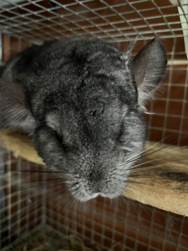 Chinchilla for sale 