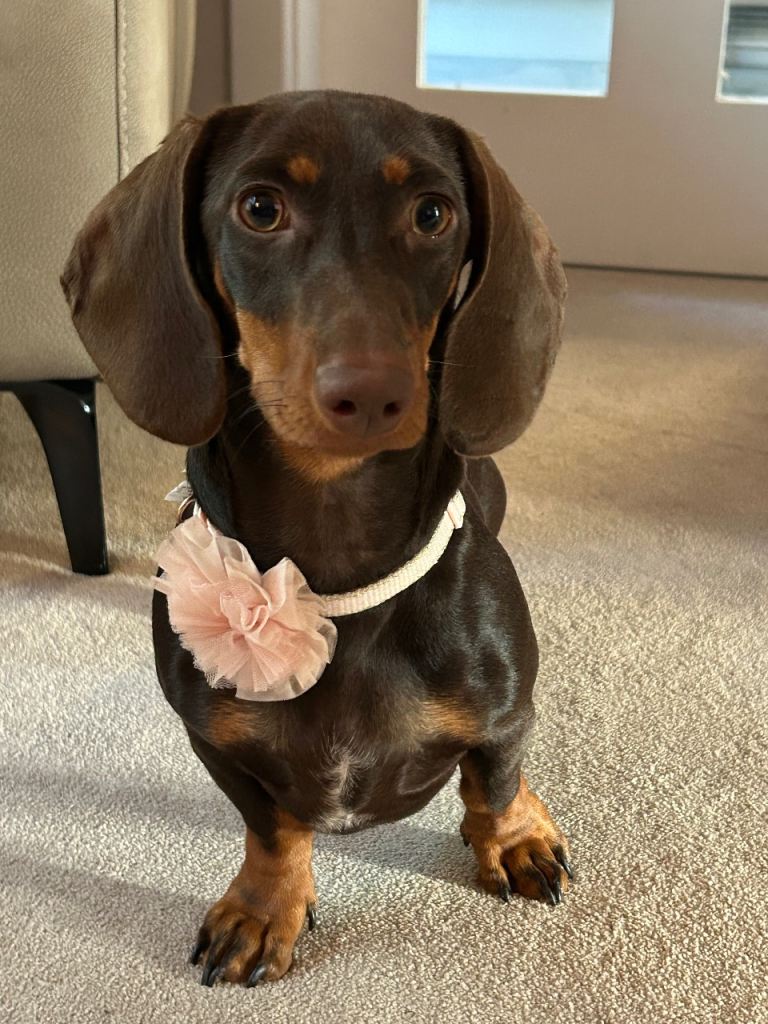 Miniature Dachshund Puppy
