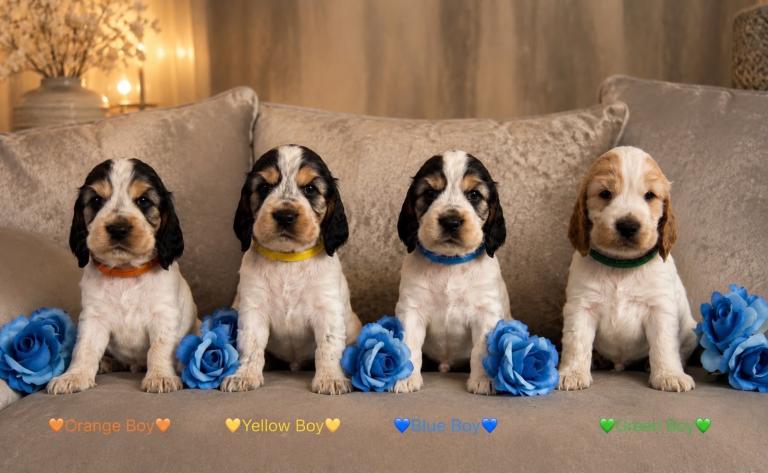 KC Show type cocker spaniel puppies 
