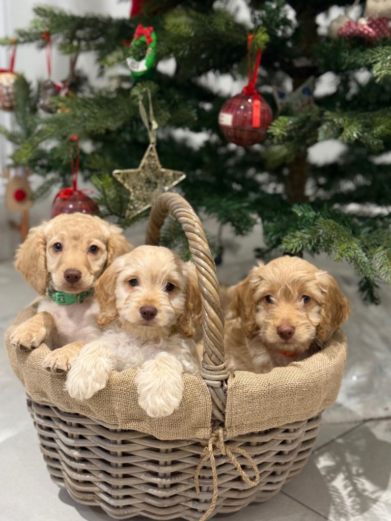 3 Beautiful Cockapoo boys 