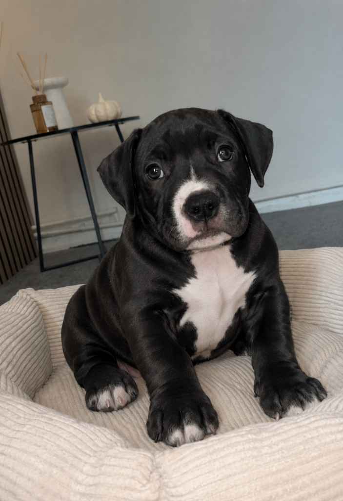 Last American pocket bully pup