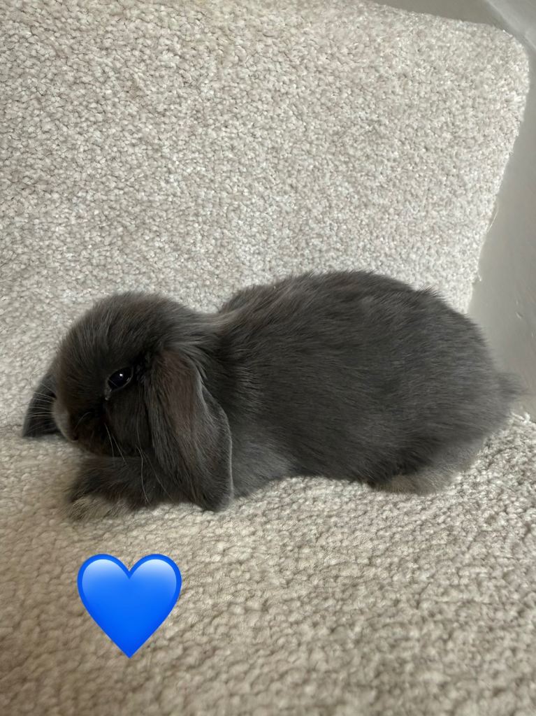 Mini lop rabbits 