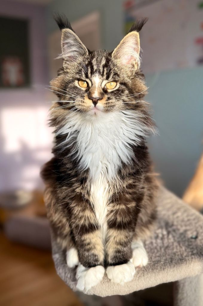 Affectionate Maine Coon kittens – home raised
