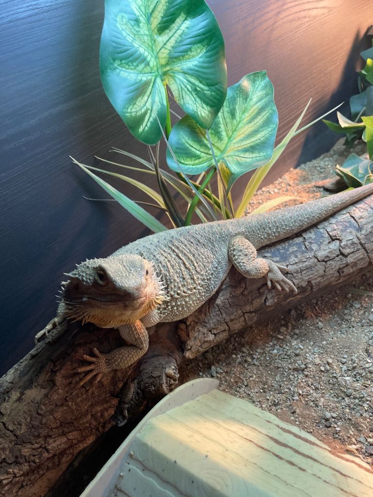 Female bearded dragon