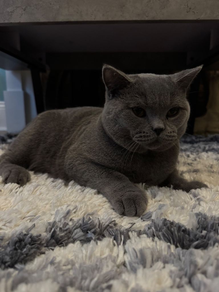 British Short hair Male ( blue )