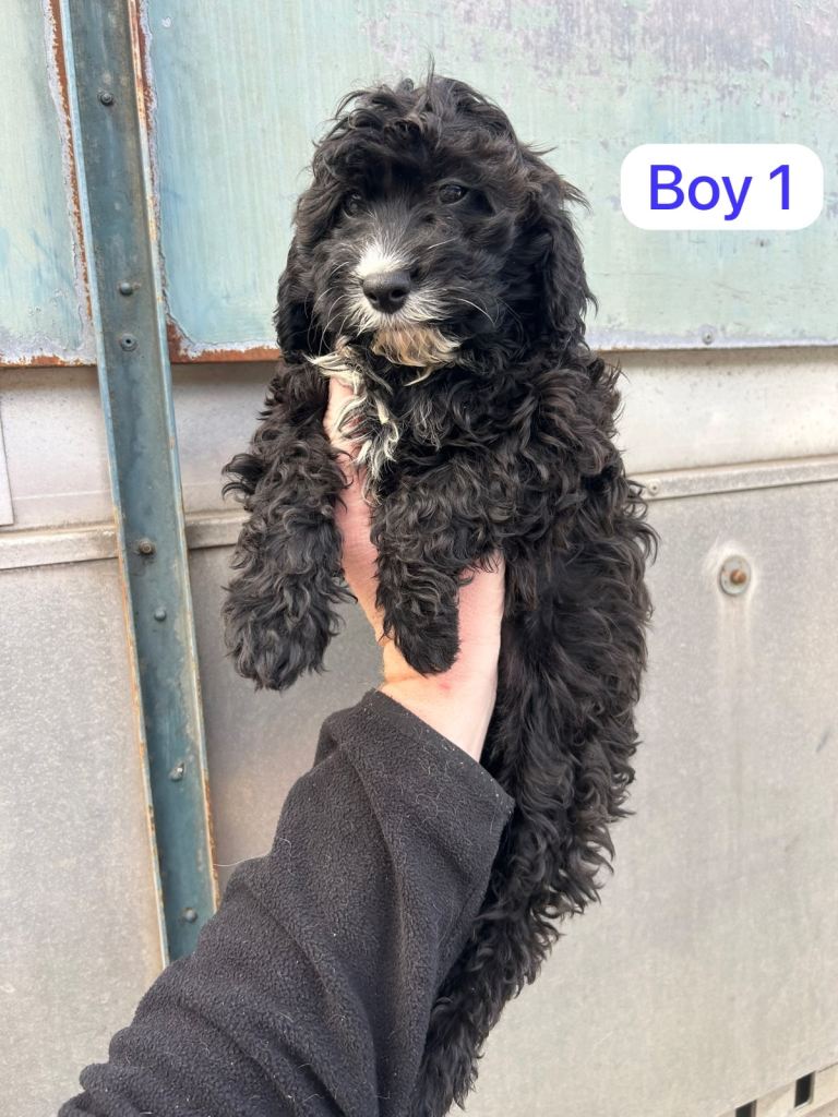 Cavapoo