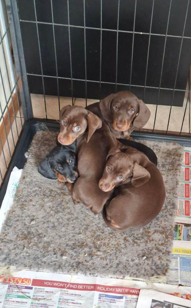 Dachshund pups