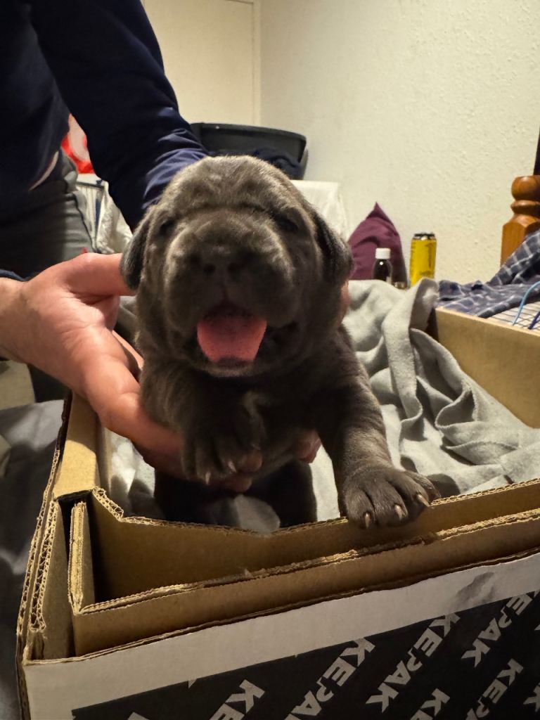 Blue blood cane Corso/Blue brindle cane Corso puppies for sale